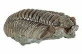 Bargain, 1.3" Prone Flexicalymene Trilobite - Mt. Orab, Ohio - #201117-1